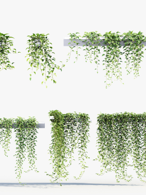 Epipremnum aureum Golden pothos 3D Model