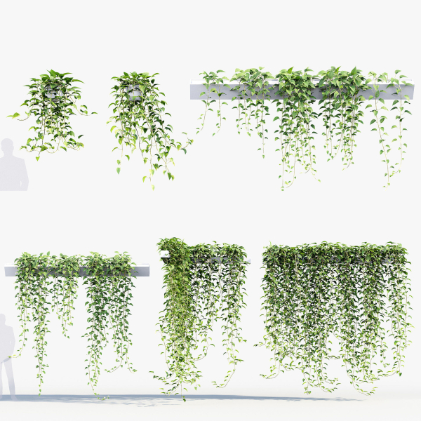 Epipremnum aureum Golden pothos 3D Model