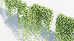 Epipremnum aureum Golden pothos 3D Model