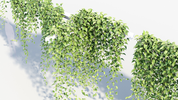 Epipremnum aureum Golden pothos 3D Model
