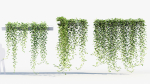 Epipremnum aureum Golden pothos 3D Model