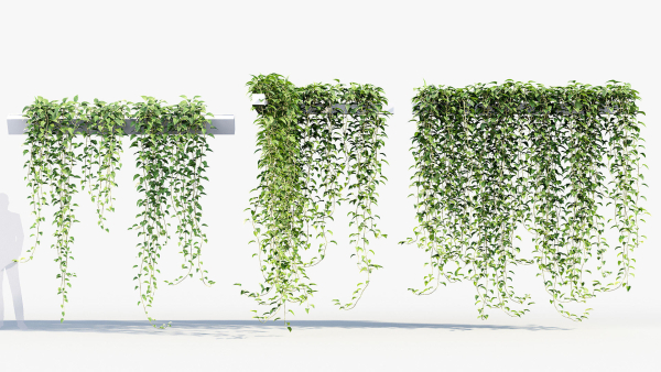 Epipremnum aureum Golden pothos 3D Model