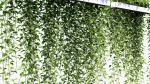 Epipremnum aureum Golden pothos 3D Model