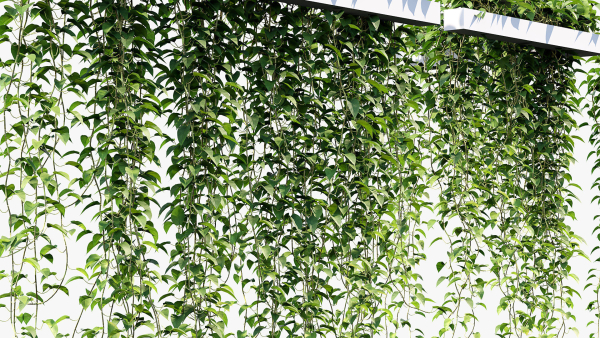 Epipremnum aureum Golden pothos 3D Model