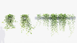 Epipremnum aureum Golden pothos 3D Model
