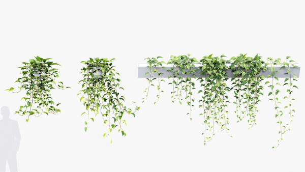 Epipremnum aureum Golden pothos 3D Model