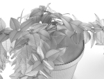 Epipremnum in Pot