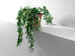 Epipremnum in Pot