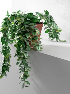 Epipremnum in Pot