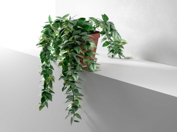 Epipremnum in Pot