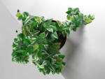 Epipremnum in Pot