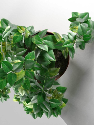 epipremnum-in-pot-3d-model-4a19b6631d