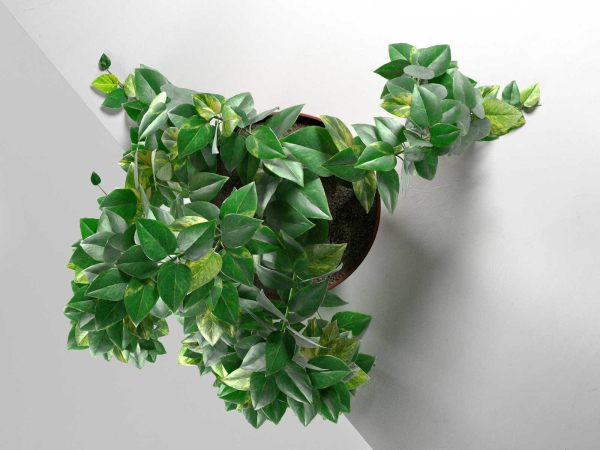 Epipremnum in Pot