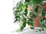 Epipremnum in Pot