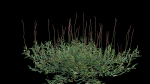 Eremochloa ophiuroides GrowFX