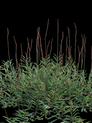 eremochloa-ophiuroides-growfx-3d-model-max-fbx