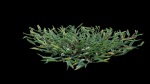 Eremochloa ophiuroides GrowFX
