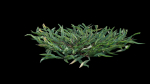 Eremochloa ophiuroides GrowFX