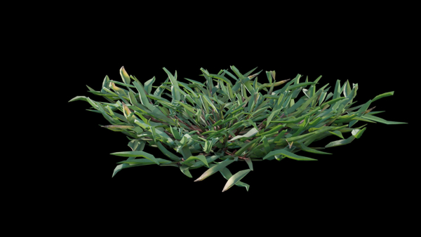 Eremochloa ophiuroides GrowFX