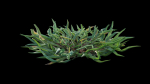 Eremochloa ophiuroides GrowFX