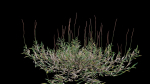 Eremochloa ophiuroides GrowFX