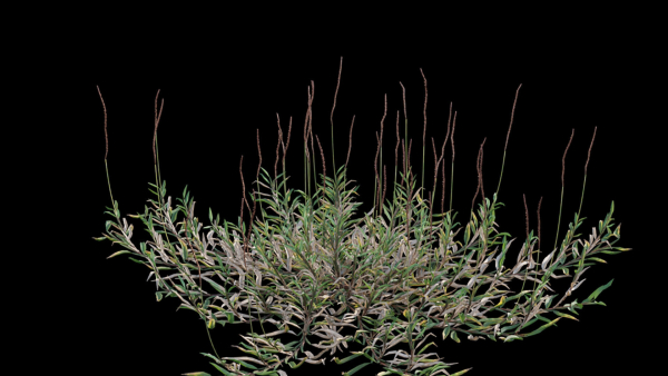 Eremochloa ophiuroides GrowFX