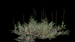 Eremochloa ophiuroides GrowFX