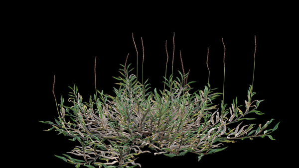 Eremochloa ophiuroides GrowFX