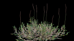 Eremochloa ophiuroides GrowFX