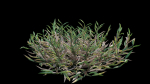 Eremochloa ophiuroides GrowFX