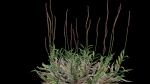 Eremochloa ophiuroides GrowFX