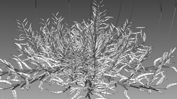 Eremochloa ophiuroides GrowFX
