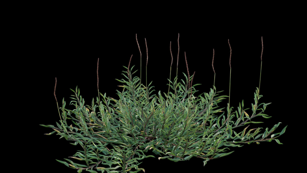 Eremochloa ophiuroides GrowFX