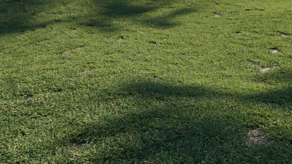 Eremochloa ophiuroides GrowFX