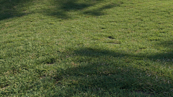 Eremochloa ophiuroides GrowFX