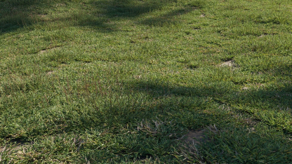 Eremochloa ophiuroides GrowFX