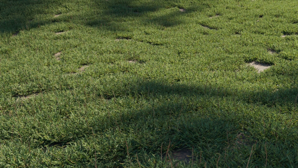 Eremochloa ophiuroides GrowFX