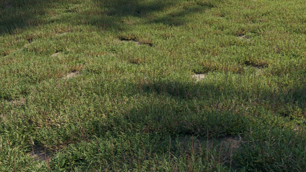 Eremochloa ophiuroides GrowFX