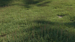 Eremochloa ophiuroides GrowFX