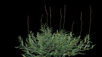 Eremochloa ophiuroides GrowFX