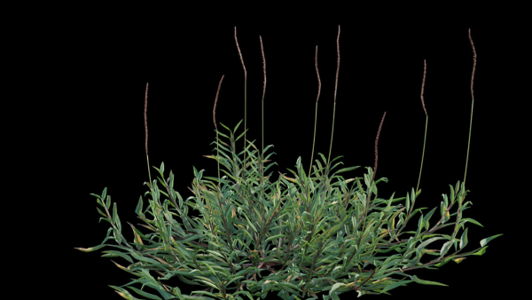 Eremochloa ophiuroides GrowFX