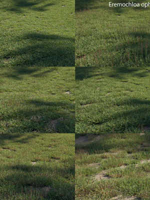 Eremochloa ophiuroides GrowFX