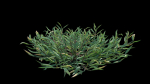Eremochloa ophiuroides GrowFX