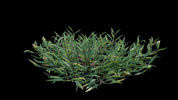 Eremochloa ophiuroides GrowFX