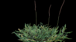 Eremochloa ophiuroides GrowFX