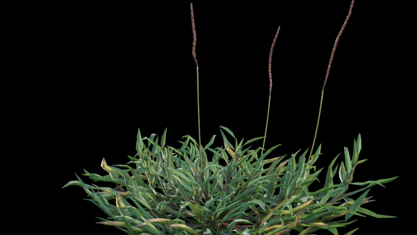 Eremochloa ophiuroides GrowFX