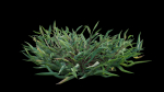Eremochloa ophiuroides GrowFX