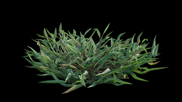 Eremochloa ophiuroides GrowFX