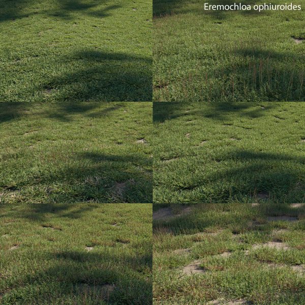 Eremochloa ophiuroides GrowFX