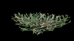 Eremochloa ophiuroides GrowFX